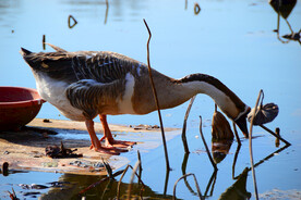 公园荷池塘鸭子觅食