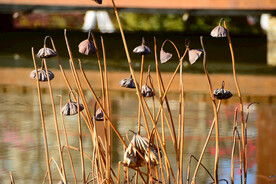 紫荆山公园荷花塘冬景