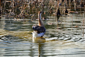 公园荷池塘鸭子