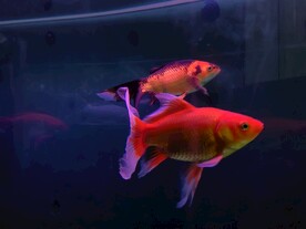 鱼缸红金鱼观赏鱼