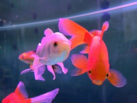 鱼缸红金鱼观赏鱼