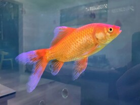 鱼缸红金鱼观赏鱼