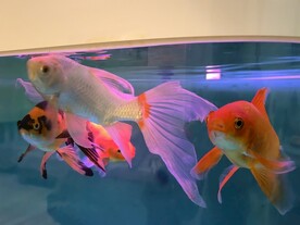 鱼缸红金鱼观赏鱼