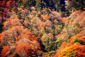 巴中光雾山风光