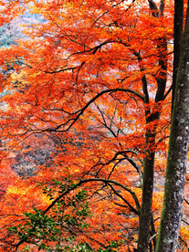 巴中光雾山风光