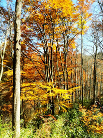 巴中光雾山风光