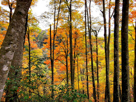 巴中光雾山秋天