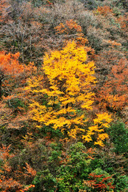 巴中光雾山风光