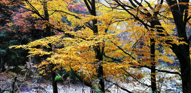 巴中光雾山风光