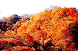 巴中光雾山风光