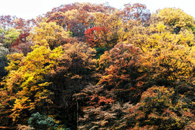 巴中光雾山风光