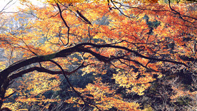 巴中光雾山风光