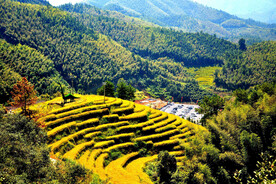 崇义上堡梯田风光