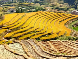 崇义上堡梯田风光