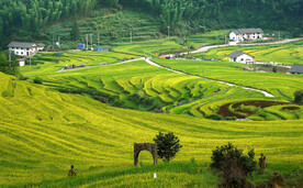 崇义上堡梯田风光