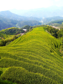 崇义上堡梯田风光