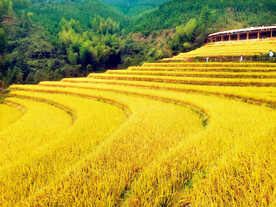 崇义上堡梯田风光