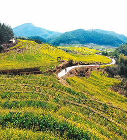 崇义上堡梯田风光