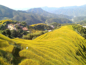 崇义上堡梯田风光