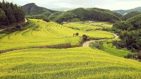 崇义上堡梯田风光
