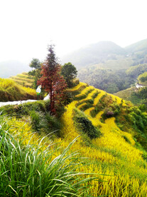 崇义上堡梯田风光