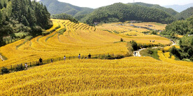 崇义上堡梯田风光