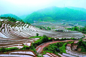 崇义上堡梯田风光