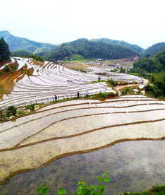 崇义上堡梯田风光
