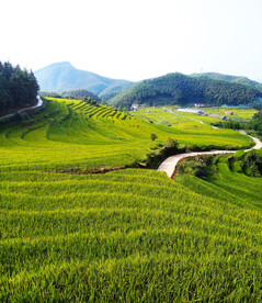 崇义上堡梯田风光