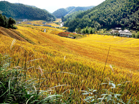 崇义上堡梯田风光