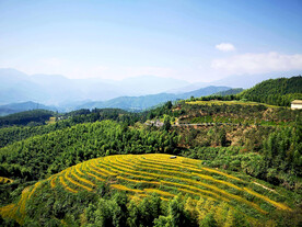 崇义上堡梯田风光