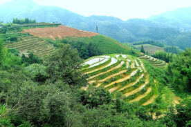 崇义上堡梯田风光