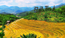 崇义上堡梯田风光