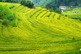 崇义上堡梯田风光