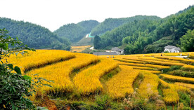 崇义上堡梯田风光