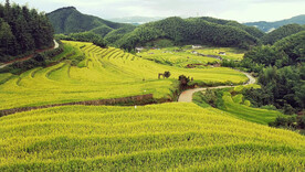 崇义上堡梯田风光