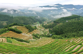 崇义上堡梯田风光