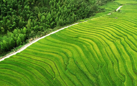 崇义上堡梯田风光