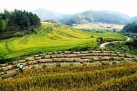 崇义上堡梯田风光