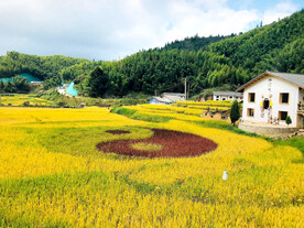 崇义上堡梯田风光