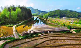 崇义上堡梯田风光