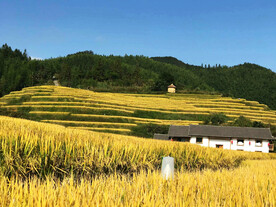 崇义上堡梯田风光