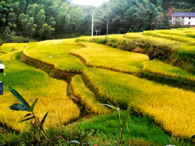 崇义上堡梯田风光