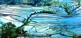 元阳哈尼梯田风光