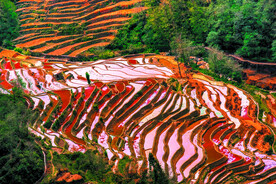 元阳哈尼梯田风光