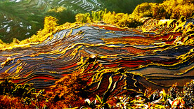 元阳哈尼梯田风光