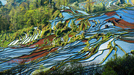 元阳哈尼梯田风光