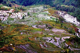 元阳哈尼梯田风光