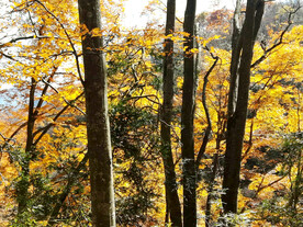 巴中光雾山风光