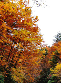 巴中光雾山风光